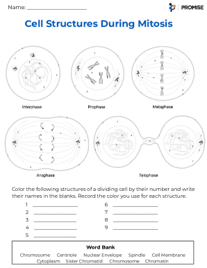 Cell Cycle and Mitosis Worksheet