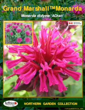 Monarda grand marshall