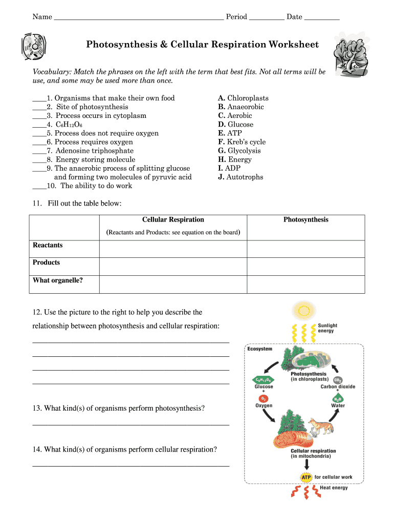 Photosynthesis & Cellular Respiration Worksheet - Fill and Sign Intended For Photosynthesis And Cellular Respiration Worksheet
